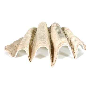 Large Sea Shell Style D_cor          FREE SHIPPING (1 of 1)