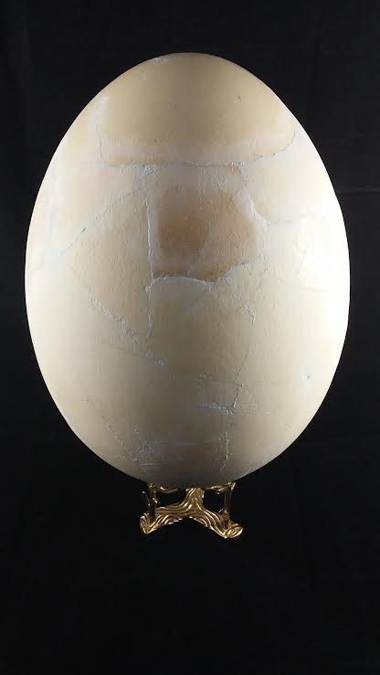 FOSSIL EXTINCT ELEPHANT BIRD EGG MADAGASCAR RARE (1 of 4)