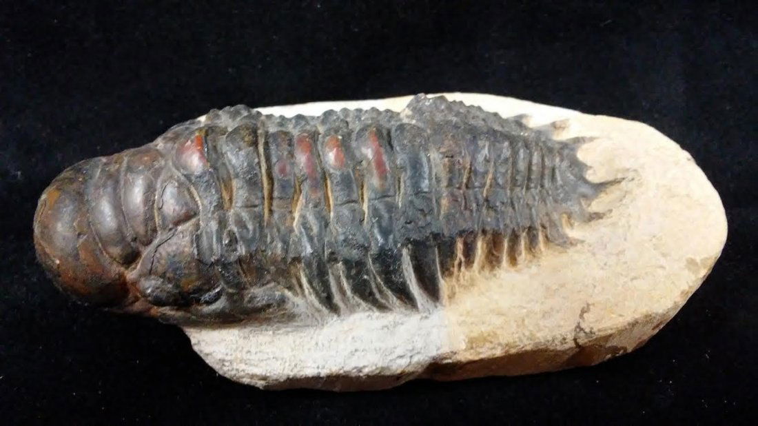 MOROCCAN TRILOBITE FOSSIL PREHISTORIC MATRIX (1 of 1)