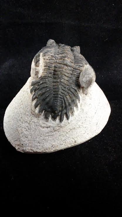 MOROCCO TRILOBITE FOSSIL PREHISTORIC MATRIX (1 of 1)