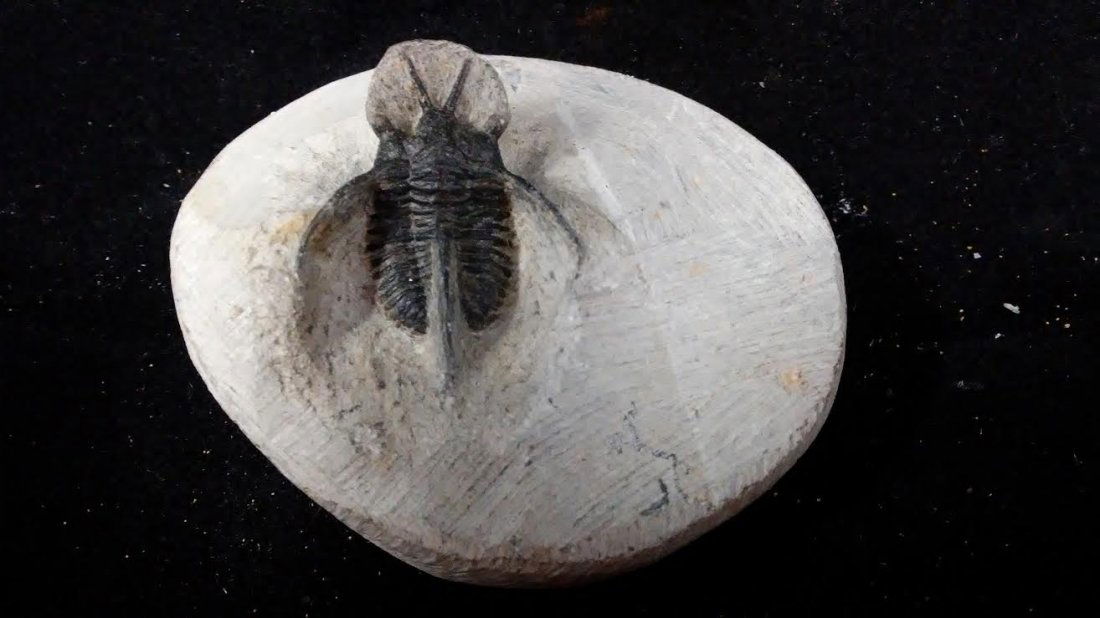 MOROCCO TRILOBITE FOSSIL PREHISTORIC MATRIX (1 of 1)