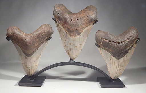 megalodon fossil shark teeth display stand huge