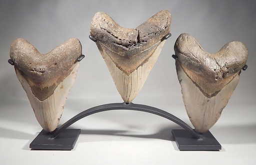megalodon fossil shark teeth display stand huge