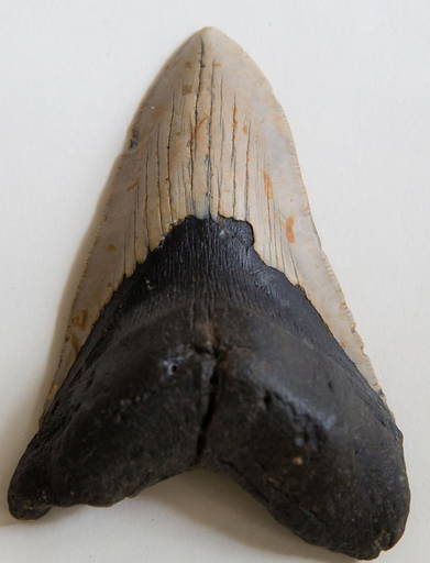 Huge Megalodon Fossil Ancient Prehistoric Shark 5.14"