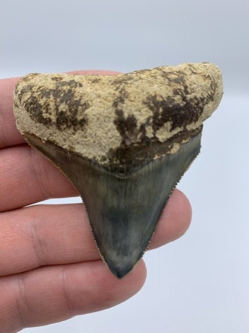 Megalodon Fossil Shark Ancient Tooth Java Indonesia: Megalodon Fossil Shark Ancient Tooth Java Indonesia..Discovered deep in the jungles of Java in an eroding prehistoric cliff this tooth measures 2.63” in size...