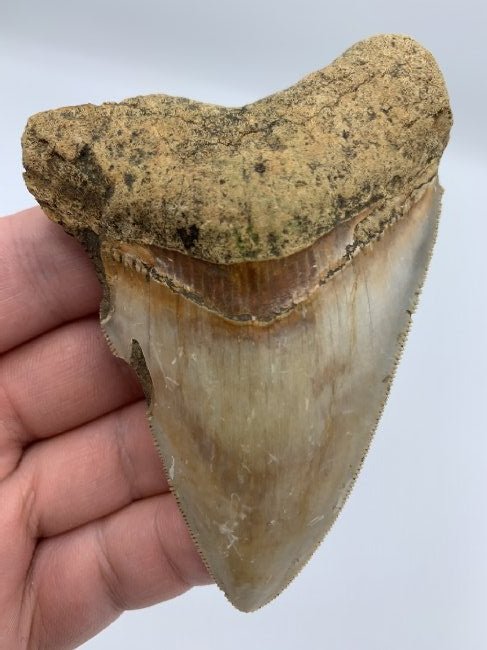 Megalodon Indonesia Java Prehistoric Fossil Ancient Gem: Megalodon Indonesia Java Prehistoric Fossil Ancient Gem...Discovered deep in the jungles of Java in an eroding prehistoric cliff...This piece measures 3.88” in size...