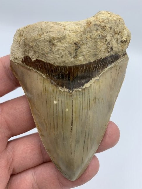Megalodon Java Indonesia Prehistoric Fossils Artifact: Megalodon Java Indonesia Prehistoric Fossils Artifact...Discovered deep in the jungles of Java in an eroding prehistoric cliff...This piece measures 3.61” in size...