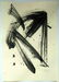 ANONYMOUS ARTIST (3)