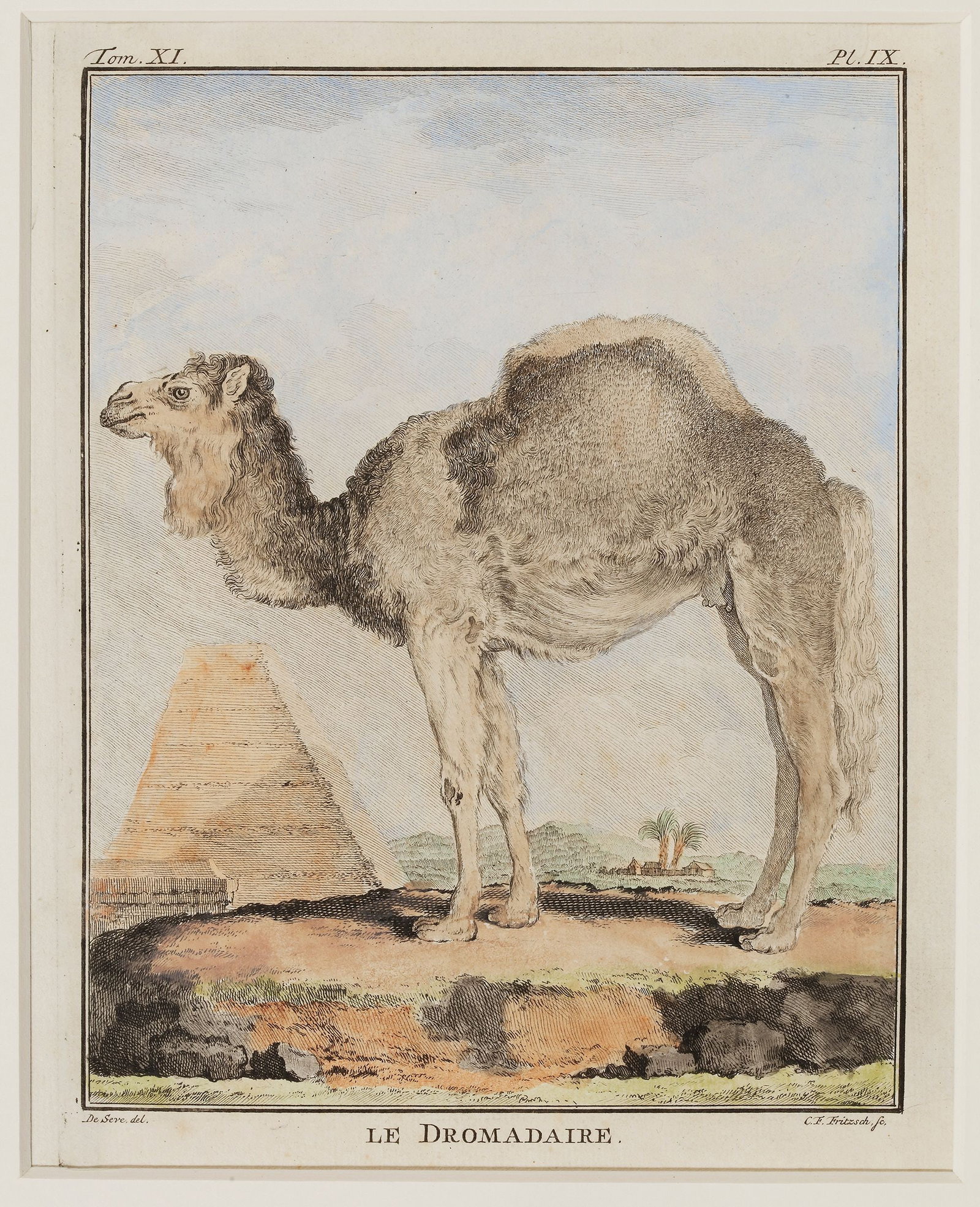 LE DROMADAIRE, 18TH CENTURY (1 of 1)