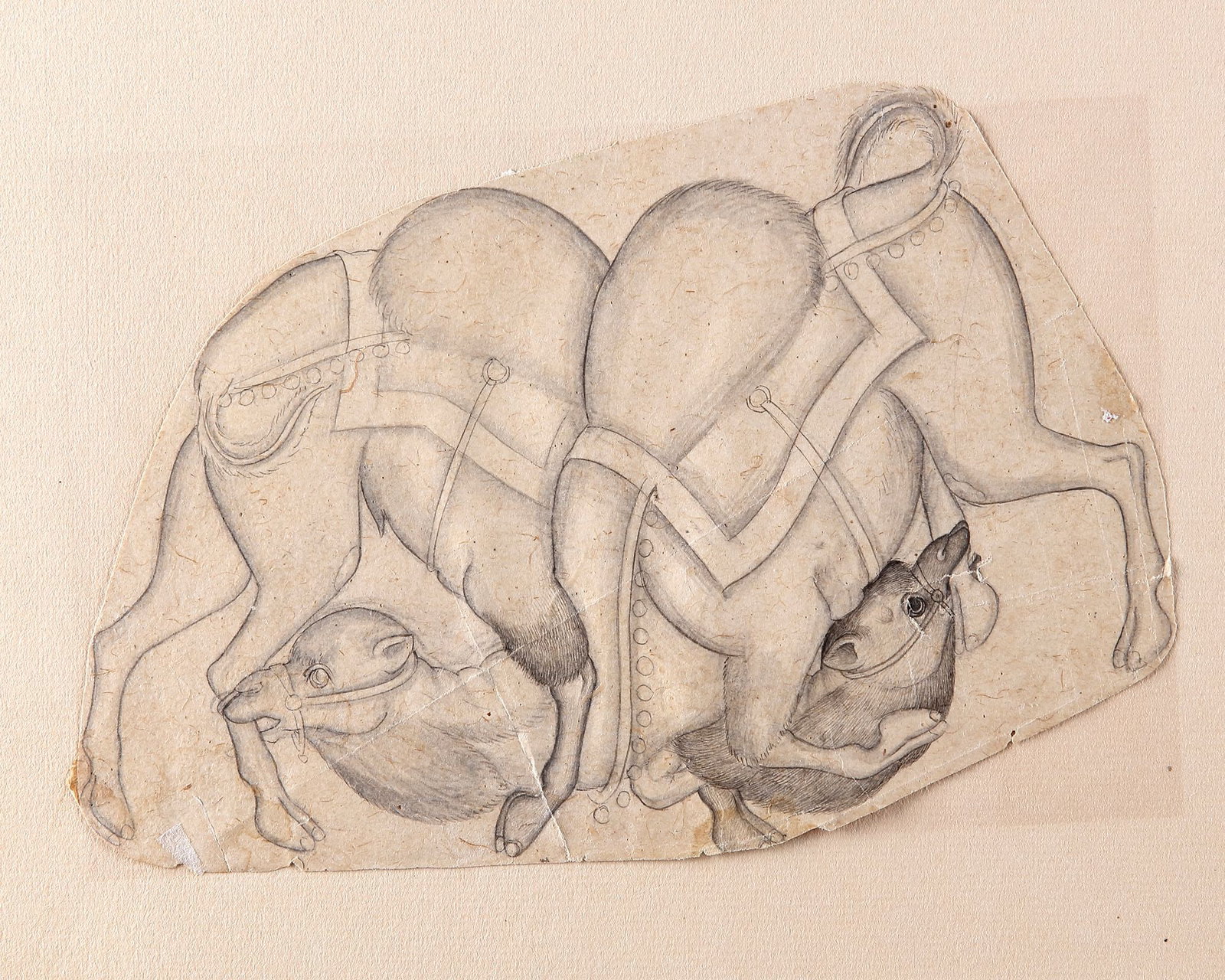 TWO CAMELS FIGHTING, INDIA 18TH CENTURY: Ink on paper, depicting a finely executed drawing of two camels engaged in combat, their bodies tightly interlocked in a dynamic, almost knot-like composition. Delicate linework and subtle shading art