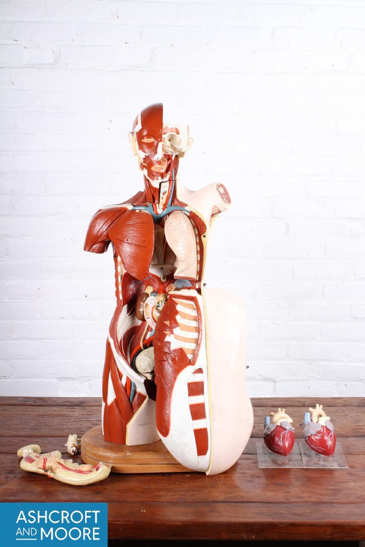 Labeled Denoyer-Geppert Medical Anatomical Model: Labeled Denoyer-Geppert Medical Anatomical Model. For the study of muscle, the organs, and structure of the human body. 20th C. Size: 37.5" x 15" x 10".