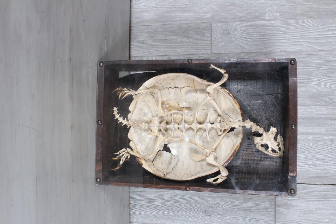 Skeleton Sculpture of a Turtle in a Shadow Box: Skeleton sculpture of a turtle placed in a shadow box. Size: 12" H x 18 1/2" W x 4 1/2" D