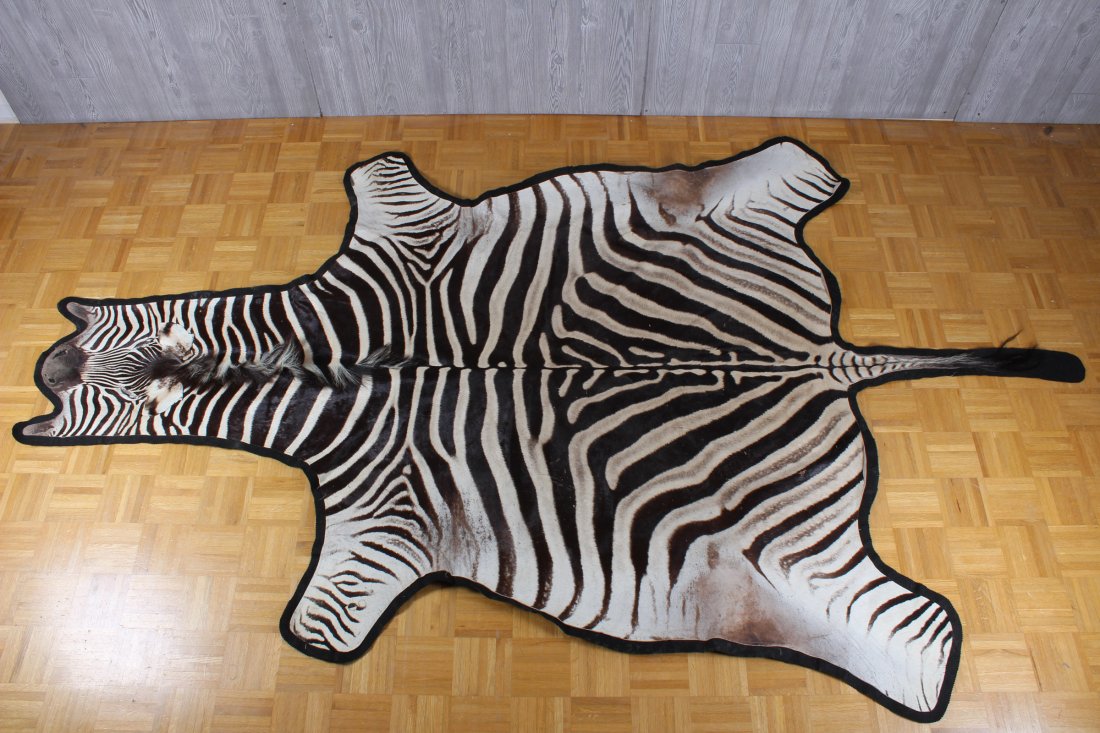 Good large Zebra Hide Rug: Good large Zebra rug with black felt backing. Very good condition. Size: 130" x 80"
