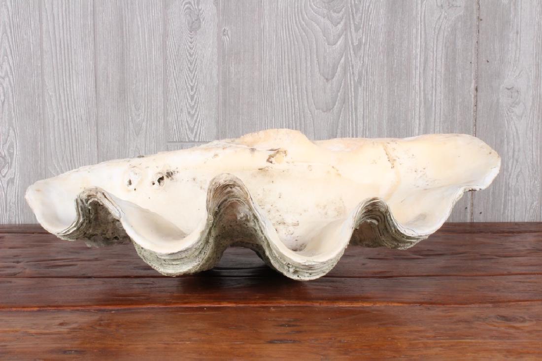 Natural Clam Shell (1 of 5)