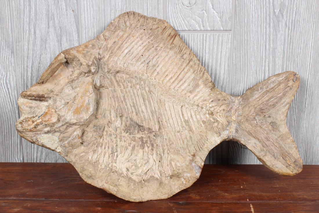 Fossil Fish (1 of 4)