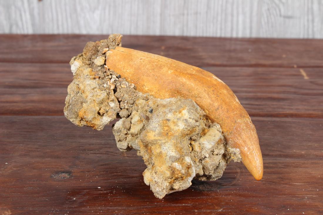 Fossil Rex Claw (1 of 5)