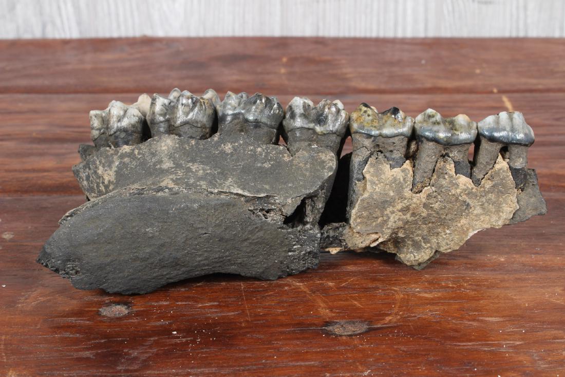 Fossil Jaw Fragment (1 of 5)