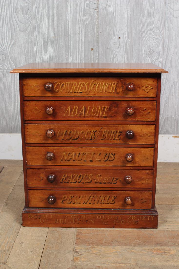 Mollusk Specimen Cabinet (1 of 5)