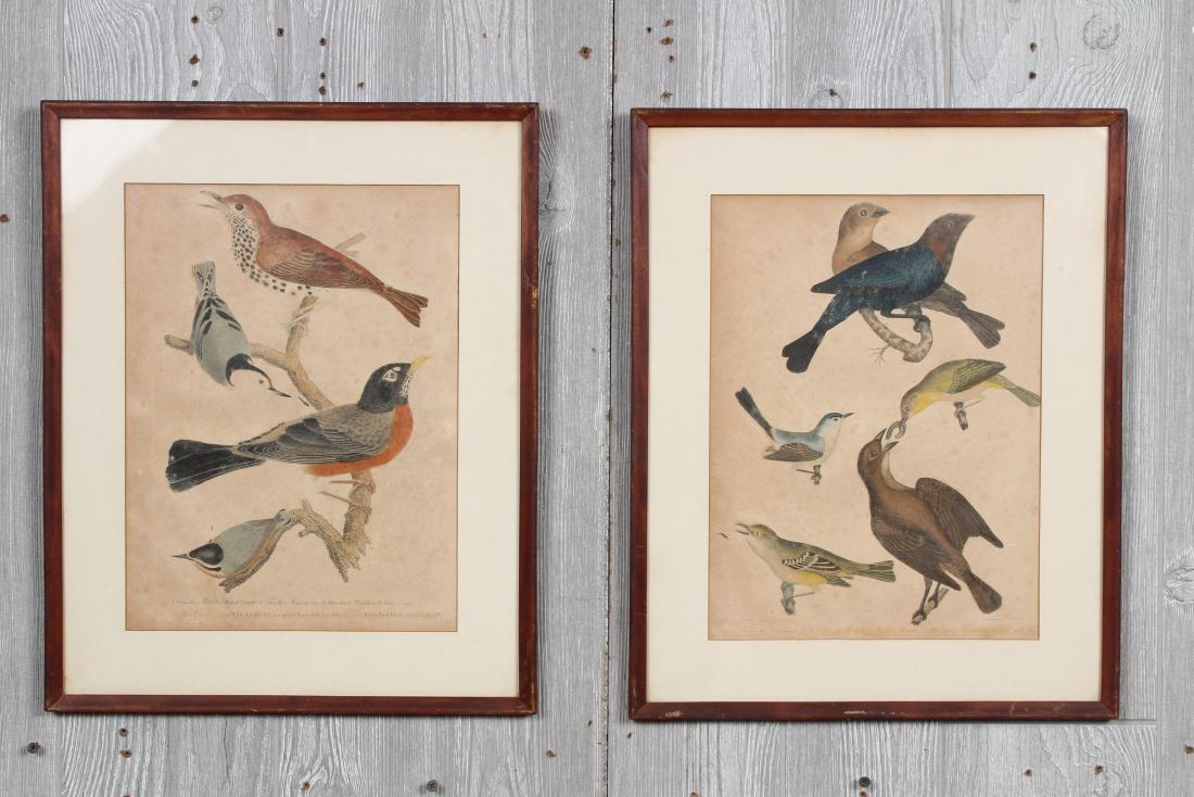 2 Antique Ornithological Prints: 2 Antique Ornithological Prints. Bird prints Drawn from Nature by A. Wilson, Engraved by A. Lawson. Size: Framed: 18" H x 14" W x 0.5" D; Sight: 13" H x 9" W