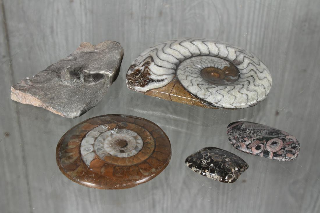 Lot Polished Fossils - Ammonites and Trilliobite: Lot Polished Fossils - Ammonites Etc.. Size: Largest: 1" H x 3.5" W x 4" D