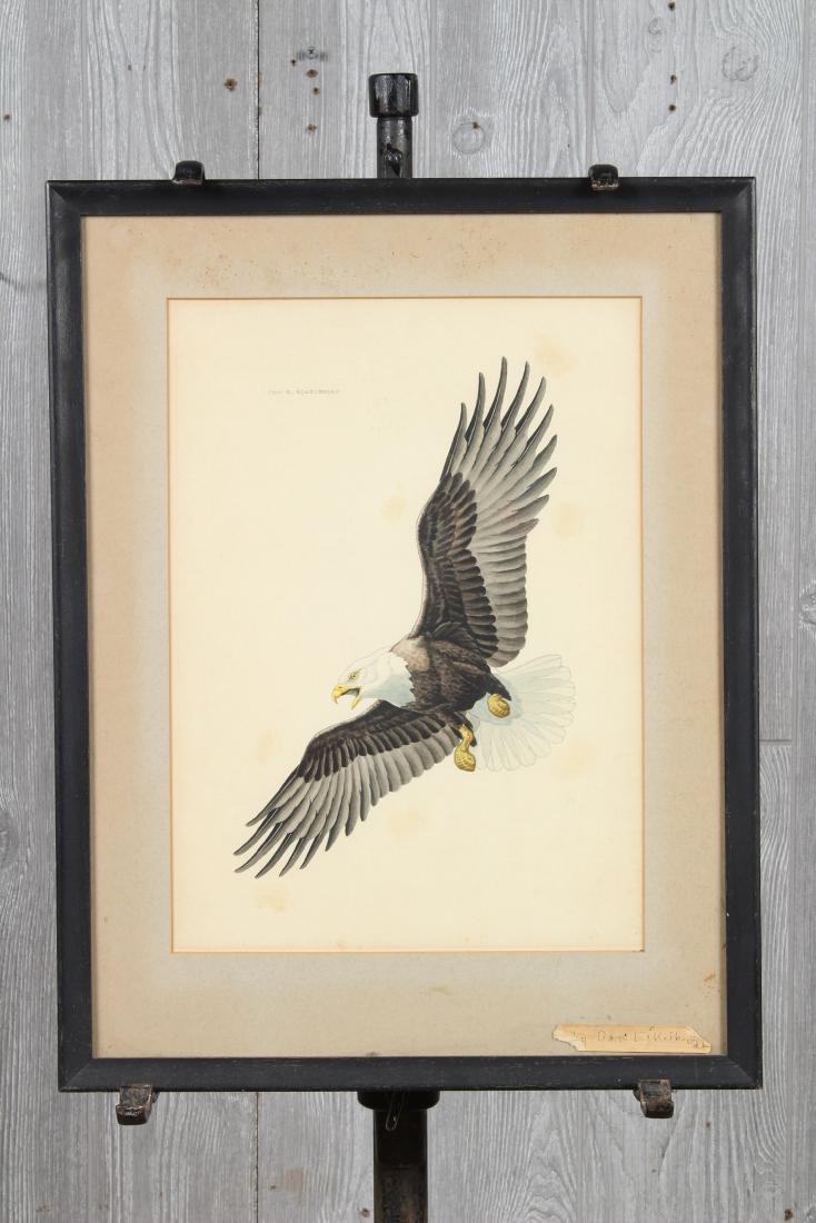 Eagle Watercolor on Paper by Don R Eckelberry (1 of 4)