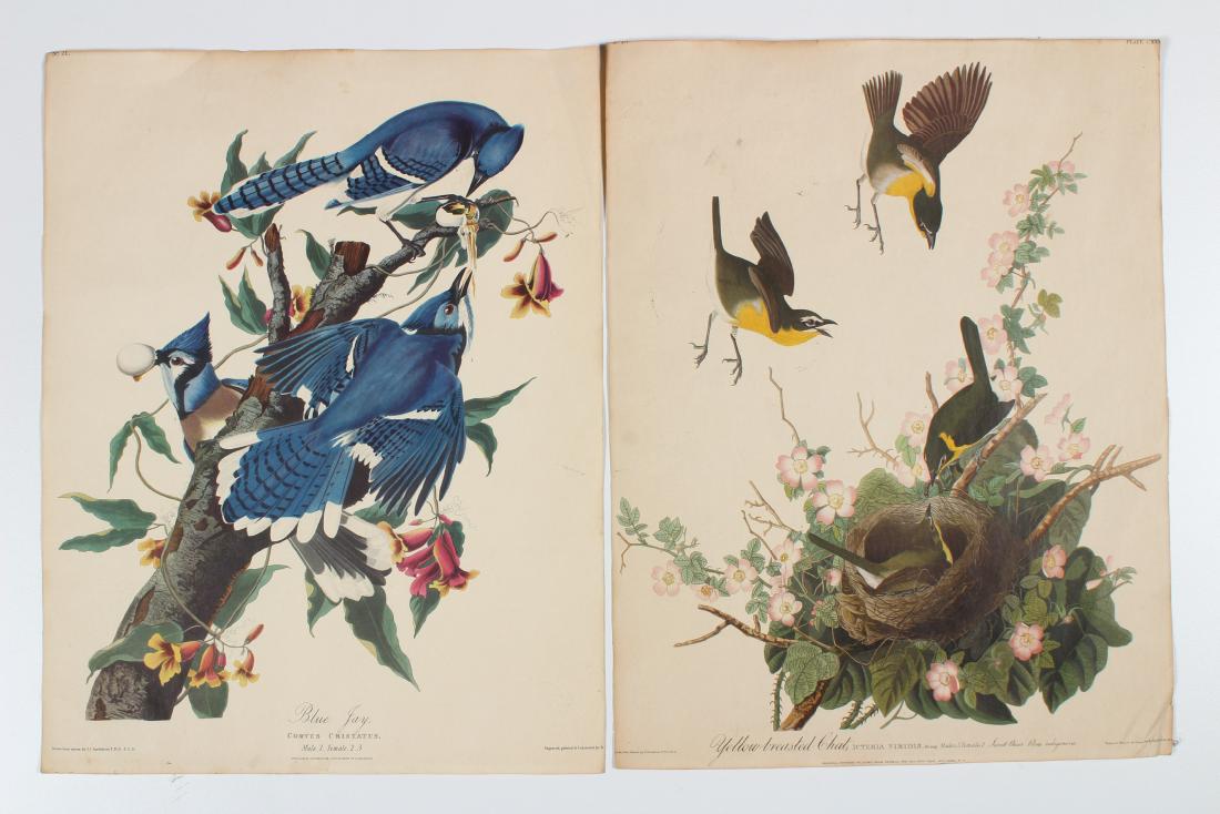 2 Audubon Prints Blue Jay and Yellow Breasted Chat (1 of 5)