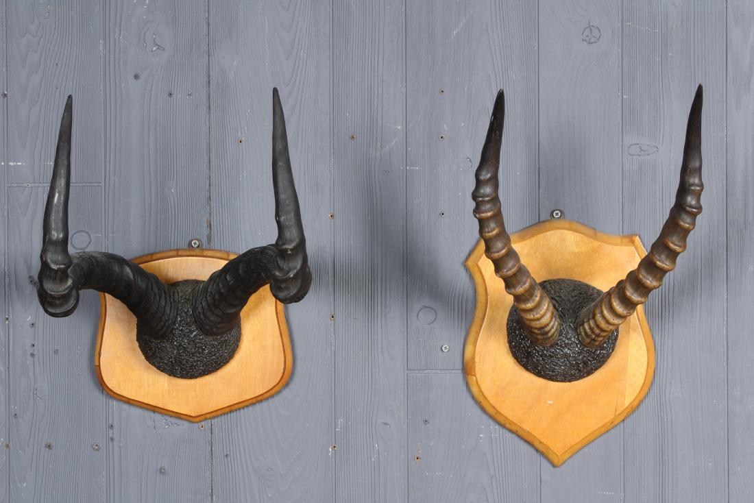2 Taxidermy Skull Mounts, Hartebeest & Springbok: 2 Taxidermy Skull Mounts, Hartebeest & Springbok. Jackson Hartebeest African 1973 horns mounted on plaque. Springbok horns mounted on plaque. Size: Largest: 14" H x 12" W x 13" D