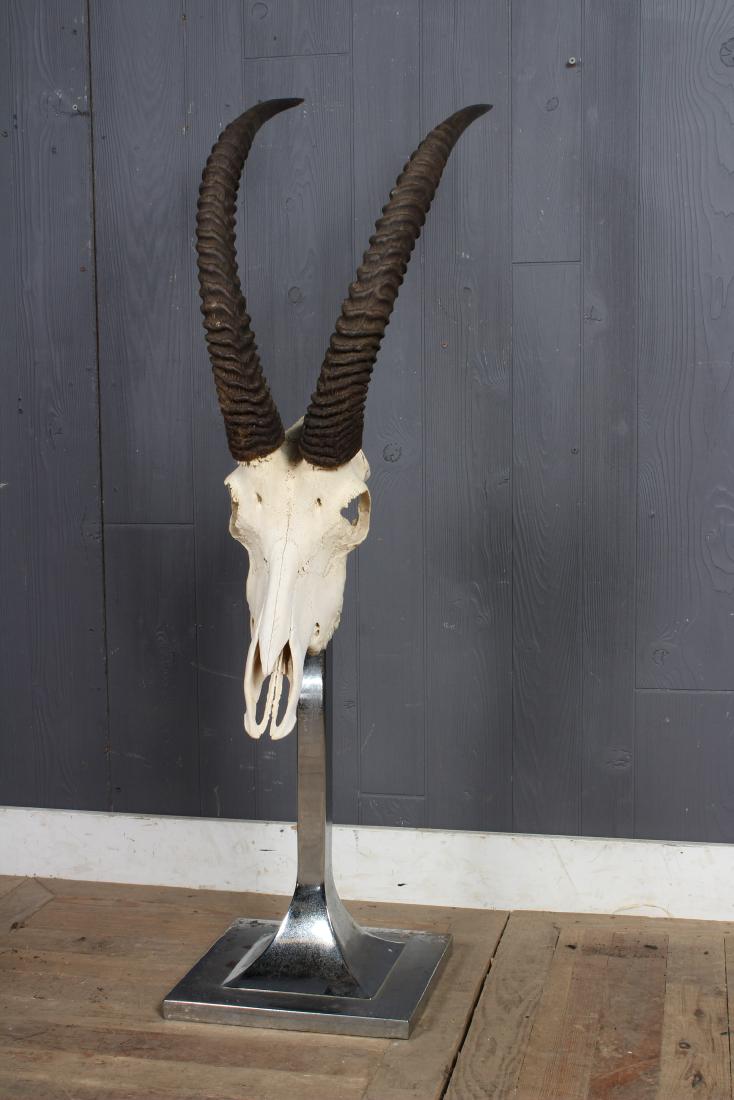Sable Skull Mount: Sable Skull Mount. Size: 45" H x 12" W x 16" D
