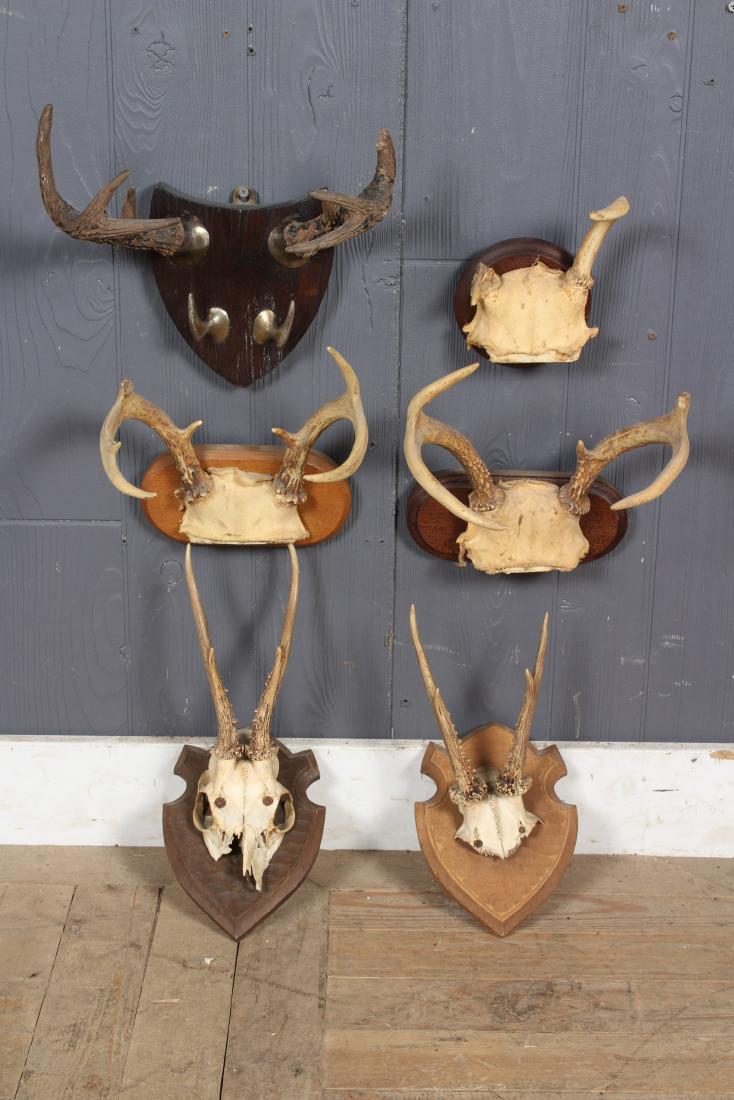 Grouping of 6 Antler Mounts: Grouping of 6 Antler Mounts, deer antler and skull cap, each mounted on wood shield, one with two hooks on mount. Size: Largest: 13" H x 6" W x 8" D.