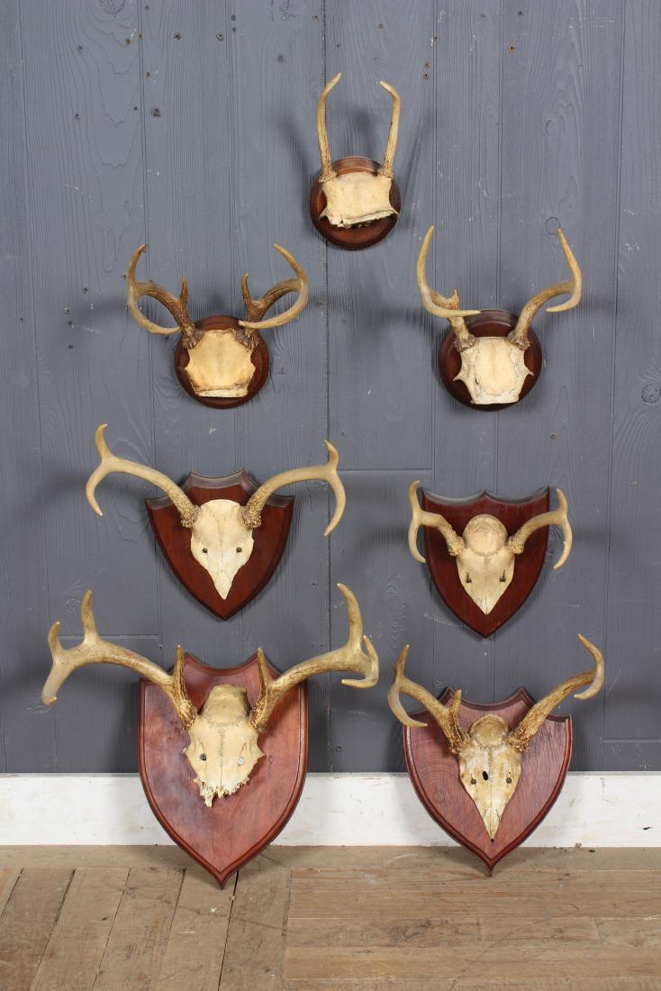 Grouping of 7 Deer Antler Skull Cap Mounts: Grouping of 7 Deer Antler Skull Cap Mounts, four with shield form mounts, three with round wooden mounts, includes 4 point, 5 point, 6 point, and 8 point antlers. Size: Largest: 16" H x 17" W x 11.75"