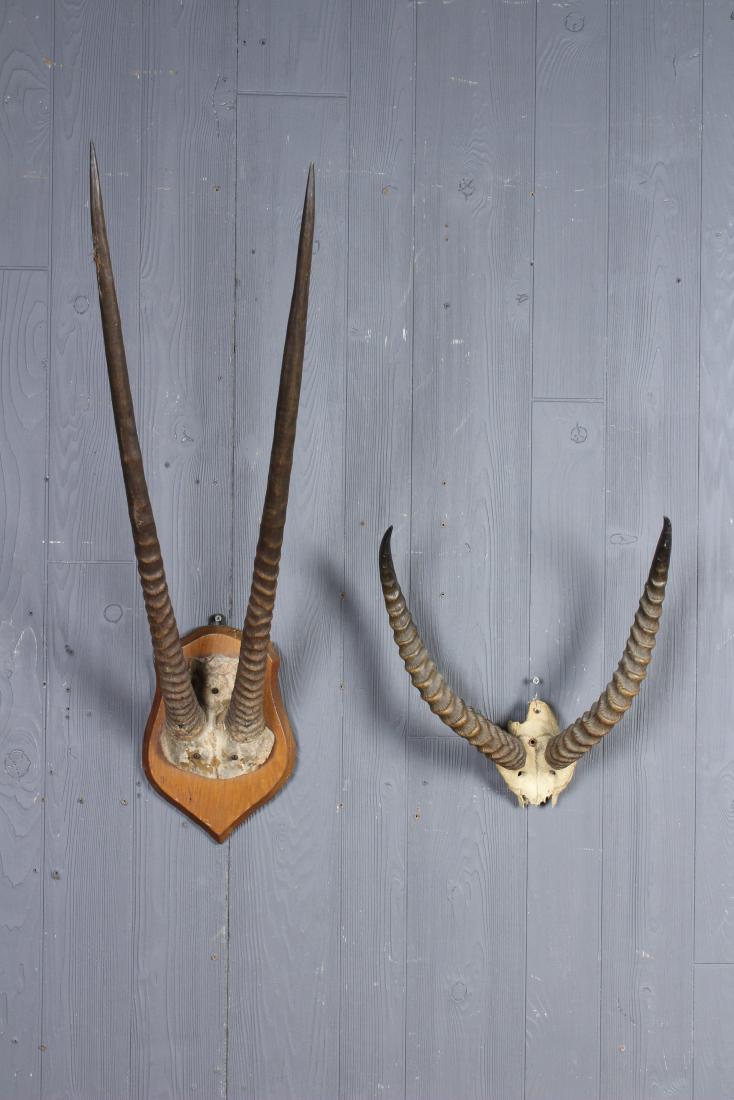 2 Taxidermy Skull Mounts, Gemsbok and Springbok (1 of 5)