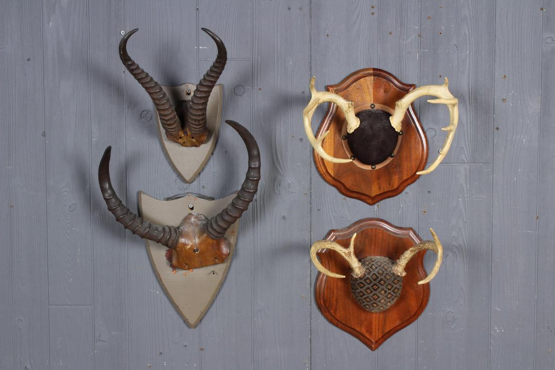 4 Taxidermy Skull Mounts: 4 Taxidermy Skull Mounts, includes Springbok and deer antlers. Size: Largest: 19.25" H x 13.5" W x 6.25" D.