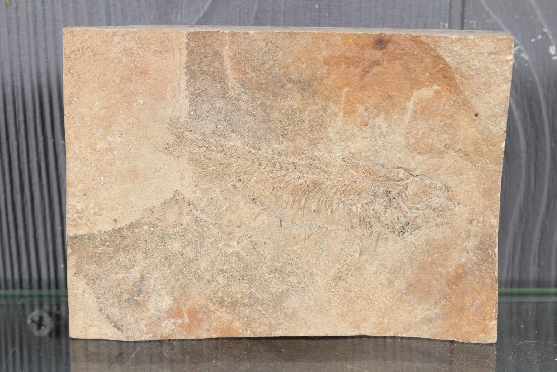Fossil Fish (1 of 4)