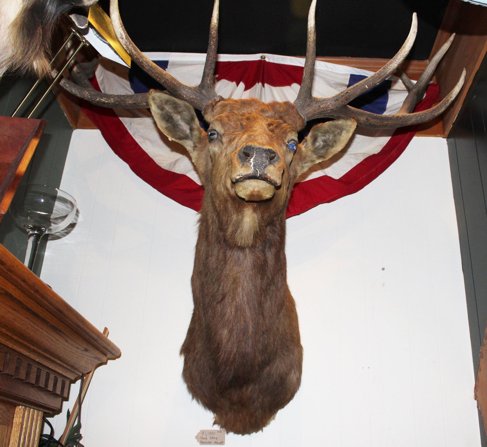 Red Deer Stag Shoulder Mount: Red Deer Stag Shoulder Mount Size: Approx 56" x 62" x 38"