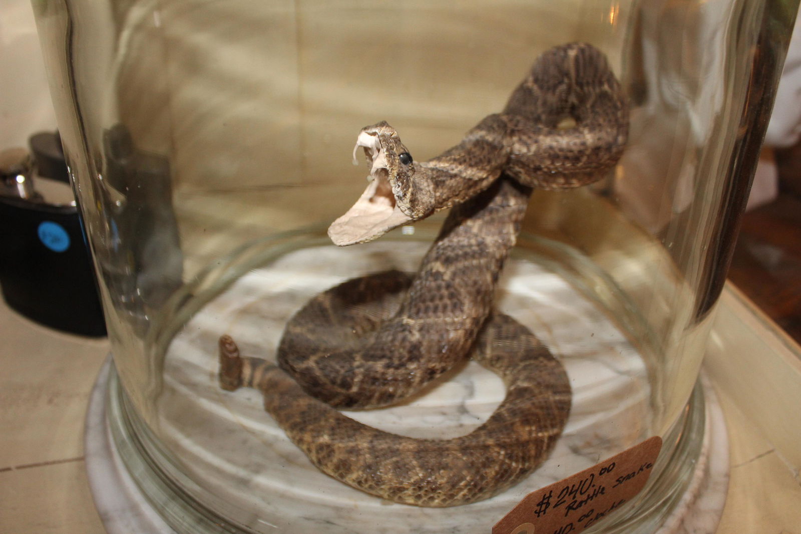 Taxidermy Rattle Snake Under Glass: Taxidermy Rattle Snake in an enclosed glass cloche with marble base. Size: 14 1/2"h (container) 6 1/2" h (Snake)