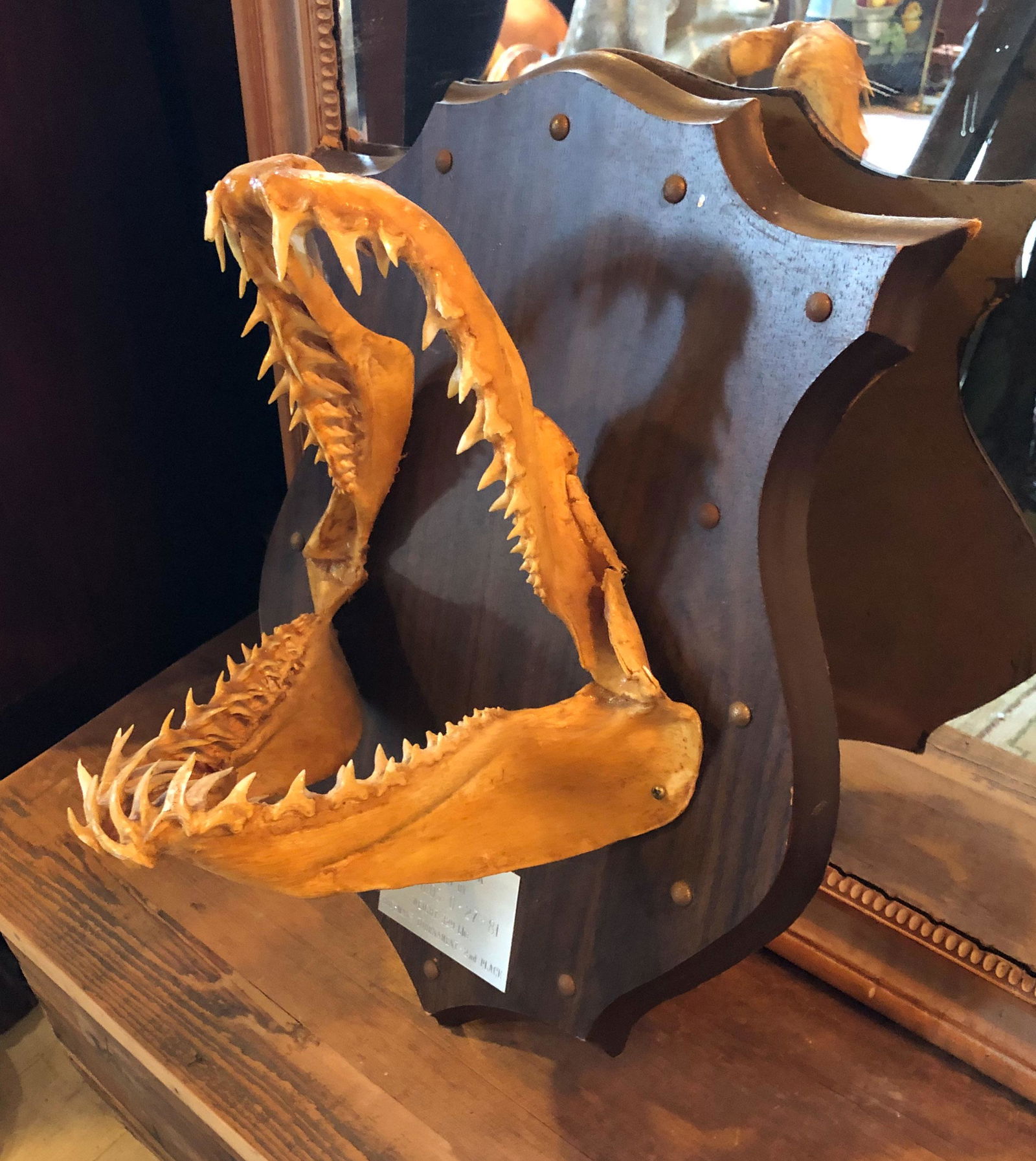 Mako Shark Trophy Jaw Mount: A Mako Shark Trophy Jaw Mount- 1981. Size: 20" x 15" x 10"
