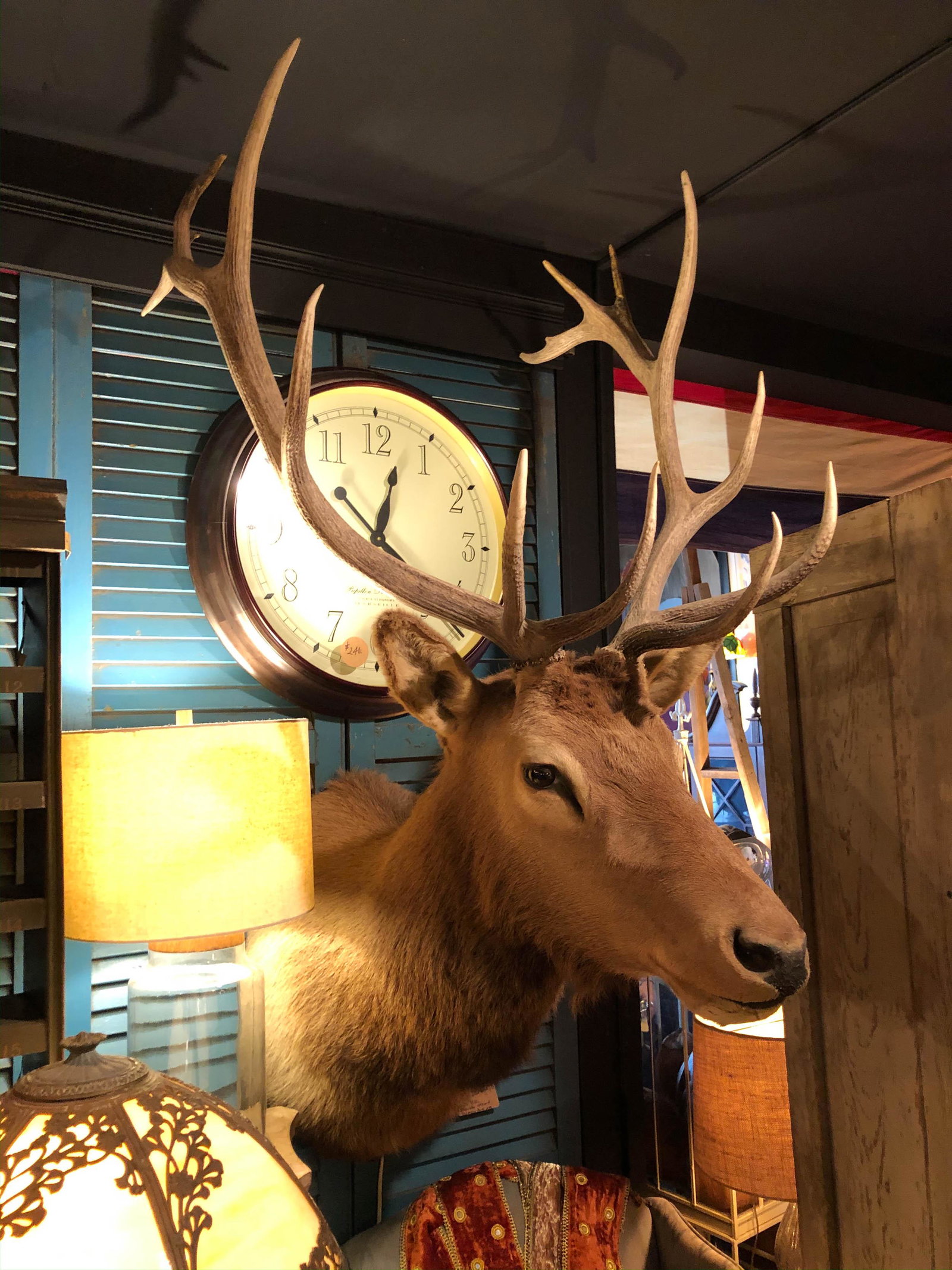 Large Elk Shoulder Mount: Large Elk Shoulder Mount 12 point rack. Size: 64" x 27" x 39"