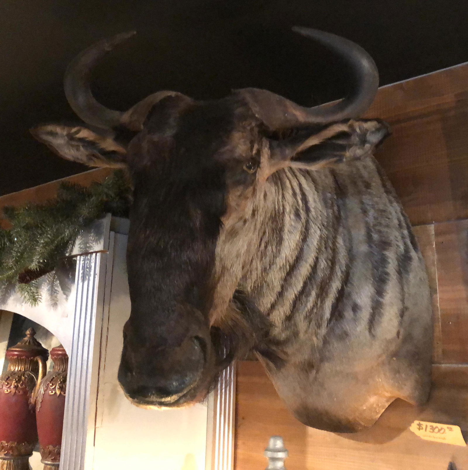 Wildebeest or Gnu Shoulder Mount Taxidermy: A Wildebeest or Gnu Shoulder Mount Taxidermy Size: 28" x 16" x 29"