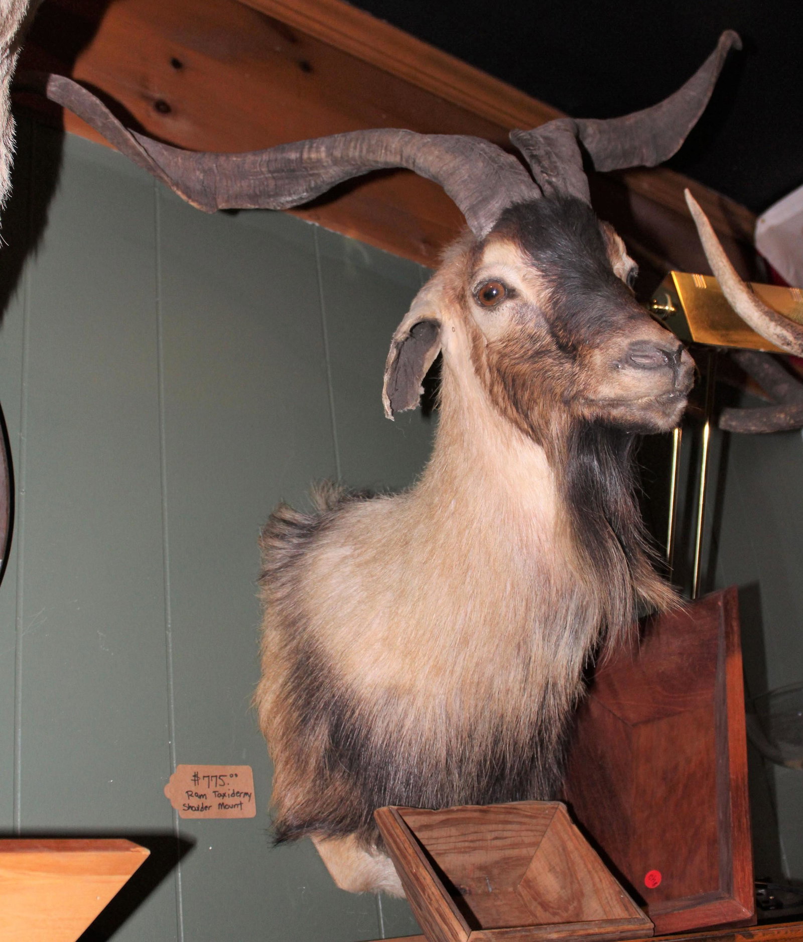 Ram Shoulder Mount: Ram Shoulder Mount Size: approx 37" x 32" x 22"