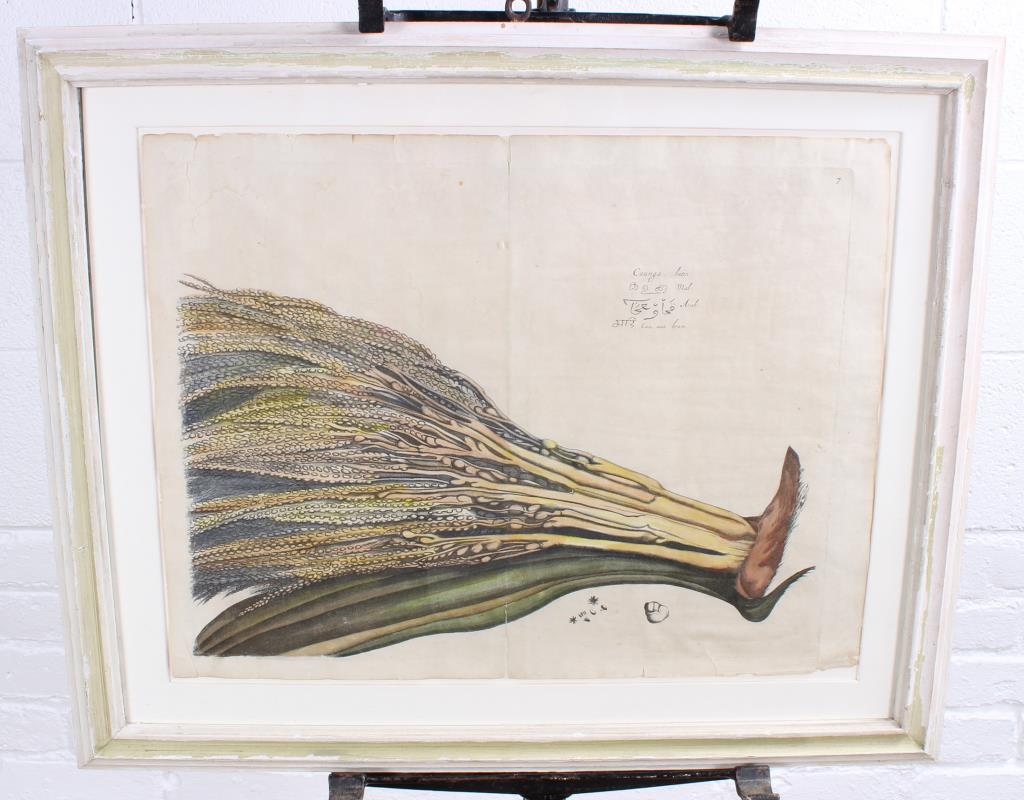 Drakenstein Antique Hand Colored Botanical Print (1 of 1)