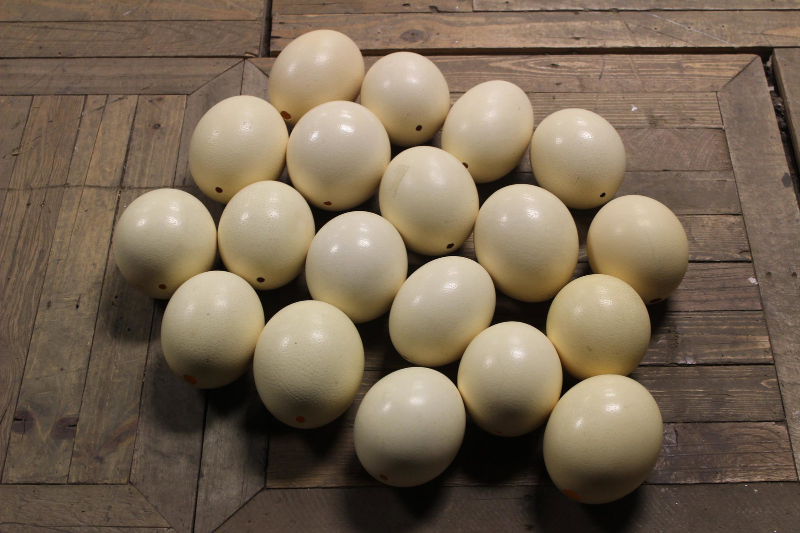 Lot of 19 Natural Specimen Ostrich Eggs: Lot of 19 Natural Specimen Ostrich Eggs. Size: Largest: 6" H x 5.5" W x 5.5" D