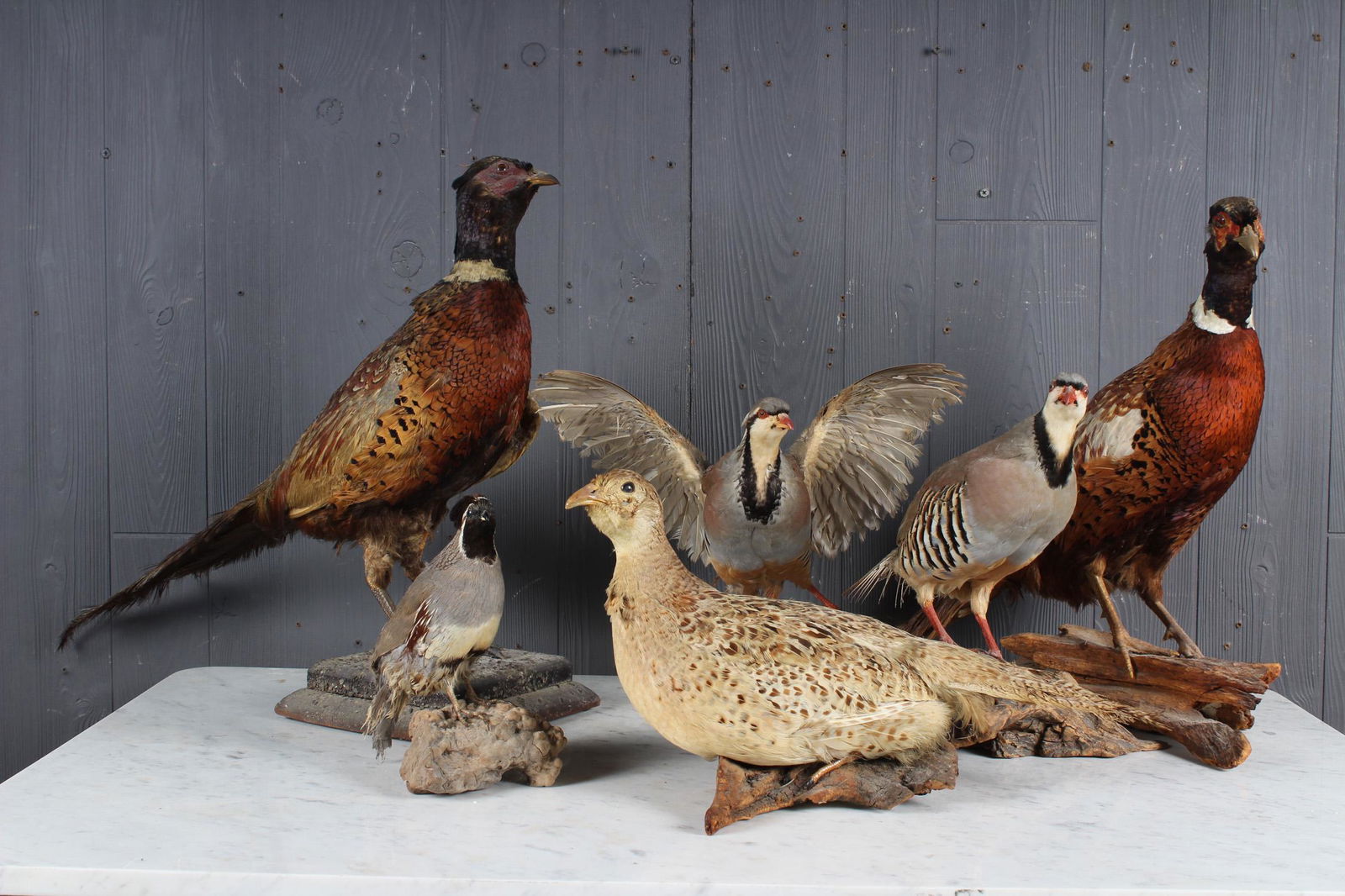 Lot of 5 Taxidermy Field Birds (1 of 7)