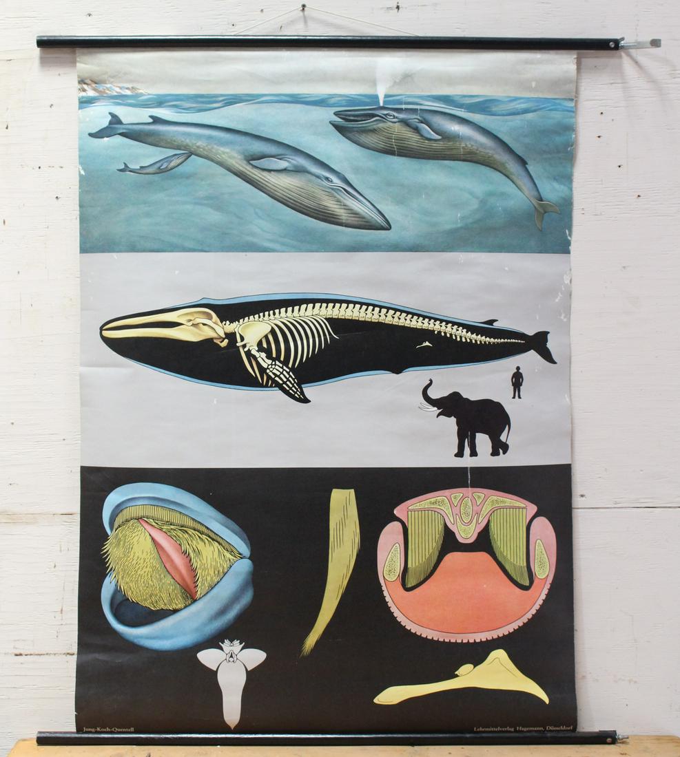 German Jung Koch Quentell Whale Study Chart: German Jung Koch Quentell Whale comparative study chart. Size: 46"H x 33"W ***Please Note: This is an on-site online auction with specific Pick up terms and conditions. Pick up day is scheduled for 8/