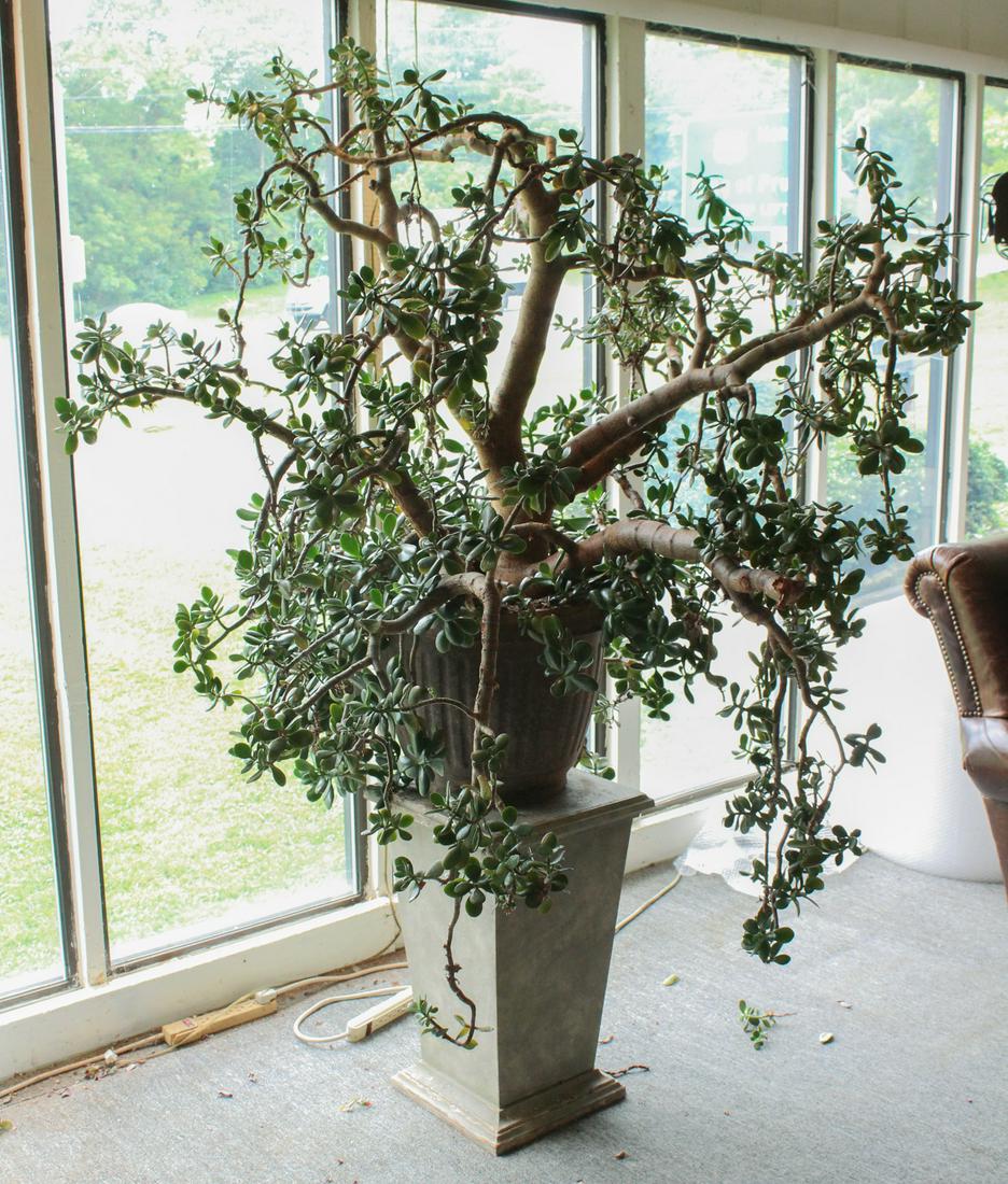 A Very Large Succulent Jade Plant Specimen: A very large succulent jade plant. Size: 53" tall 51" wide ***Please Note: This is an on-site online auction with specific Pick up terms and conditions. Pick up day is scheduled for 8/29 in Frazer, PA