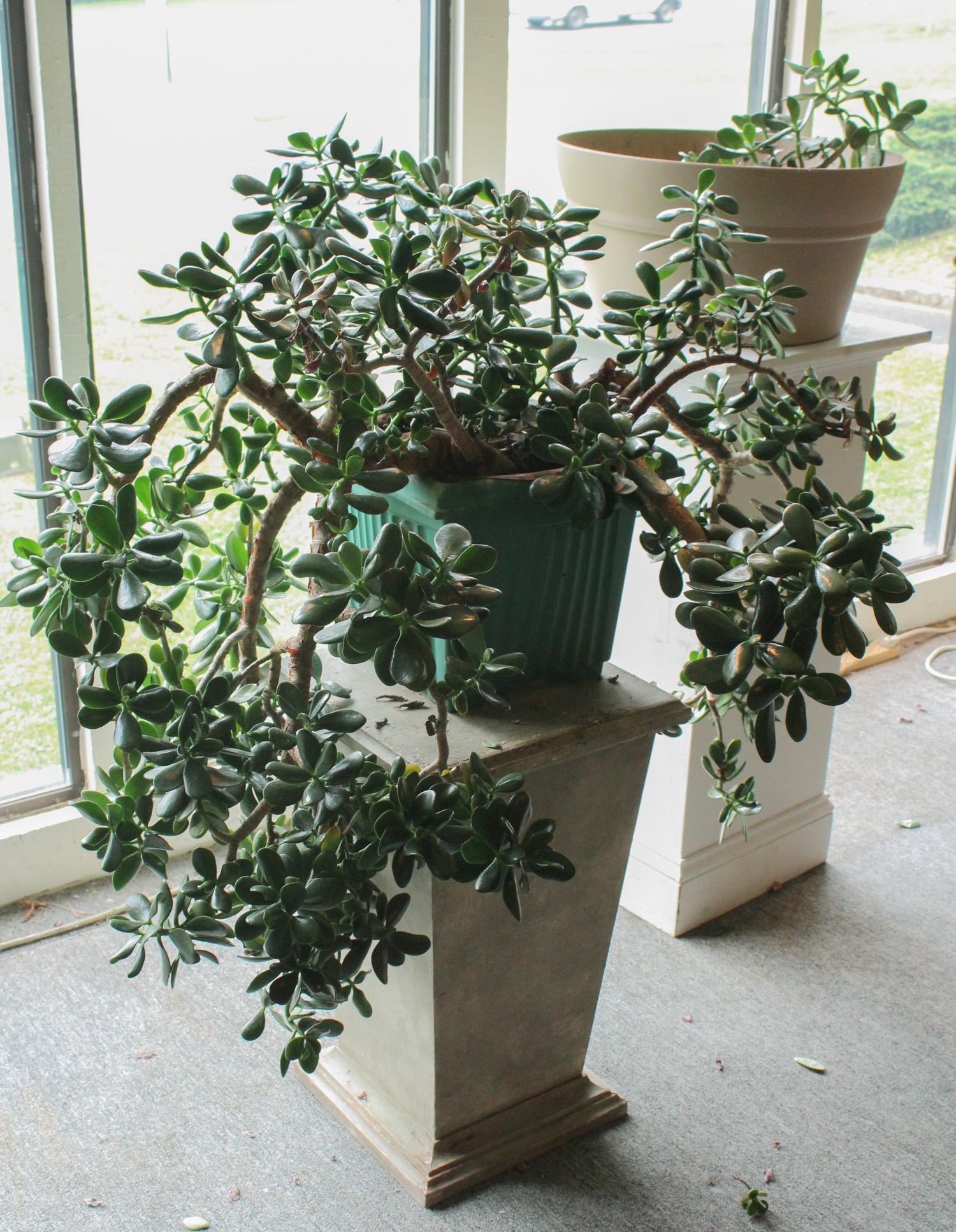 Lot of 2 Jade Plants: A lot of two jade plants on large and one small. Size: Largest 24"H x 40" across ***Please Note: This is an on-site online auction with specific Pick up terms and conditions. Pick up day is scheduled 