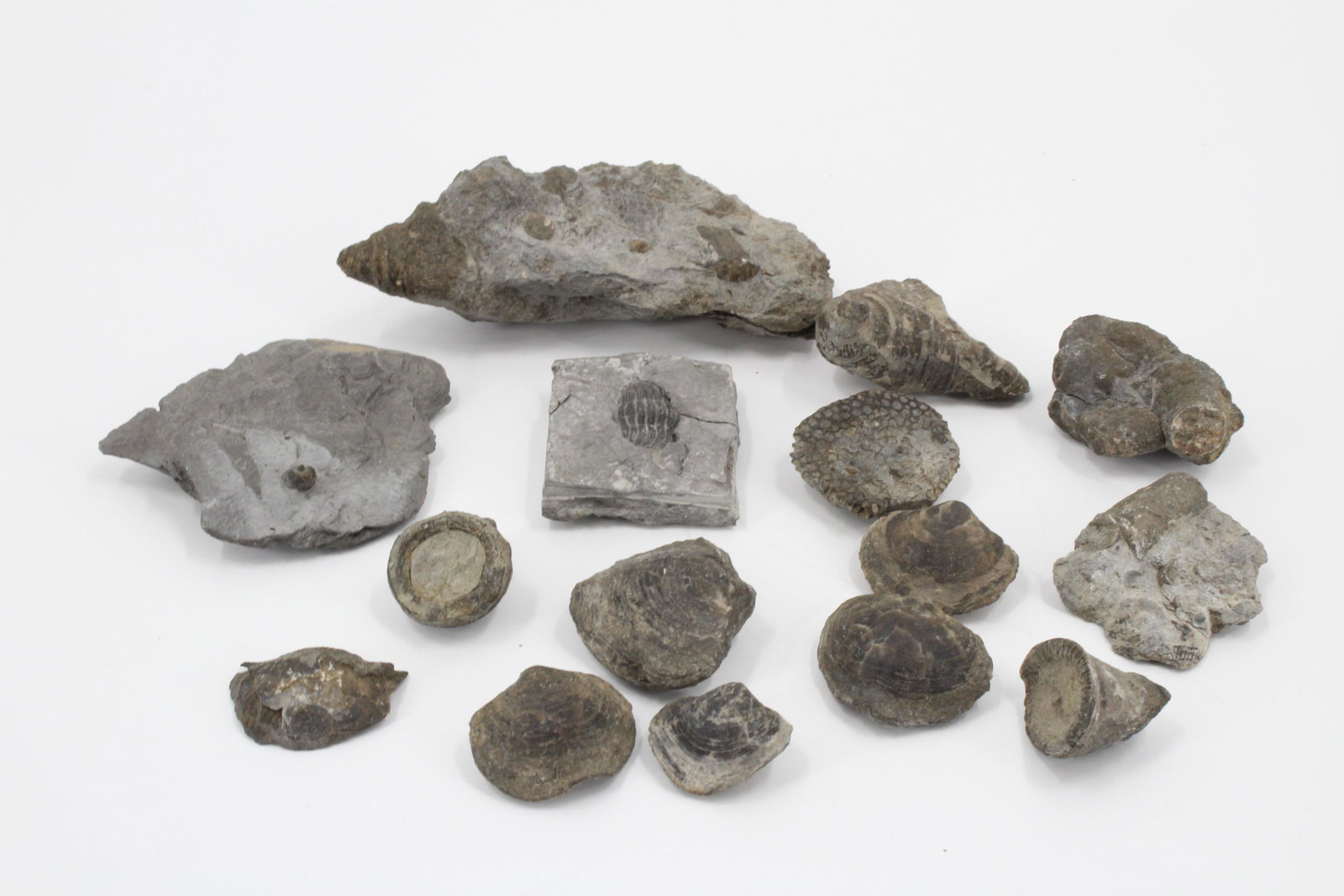 Lot of Marine Life Fossil Specimens: Lot of Fossil Specimens. Size: largest 1.25"H x 4"w x 2.25"D