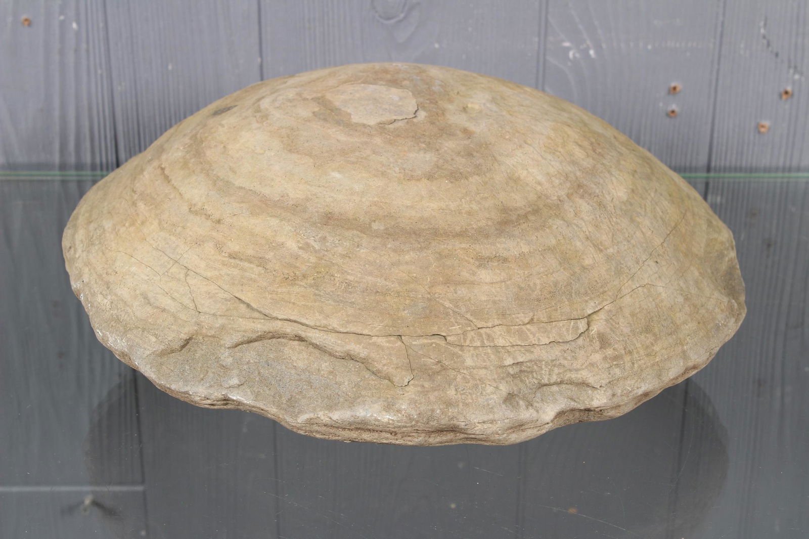 Natural Formation Turtle Stone Concretion: Natural Formation Turtle Stone Concretion. Size: 5" H x 12" W x 12" D