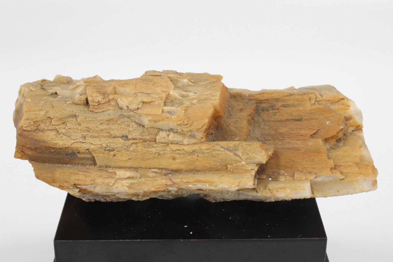 Petrified Wood Specimen: Petrified Wood Specimen. Size: 2"H x 7"W x 3.5"D