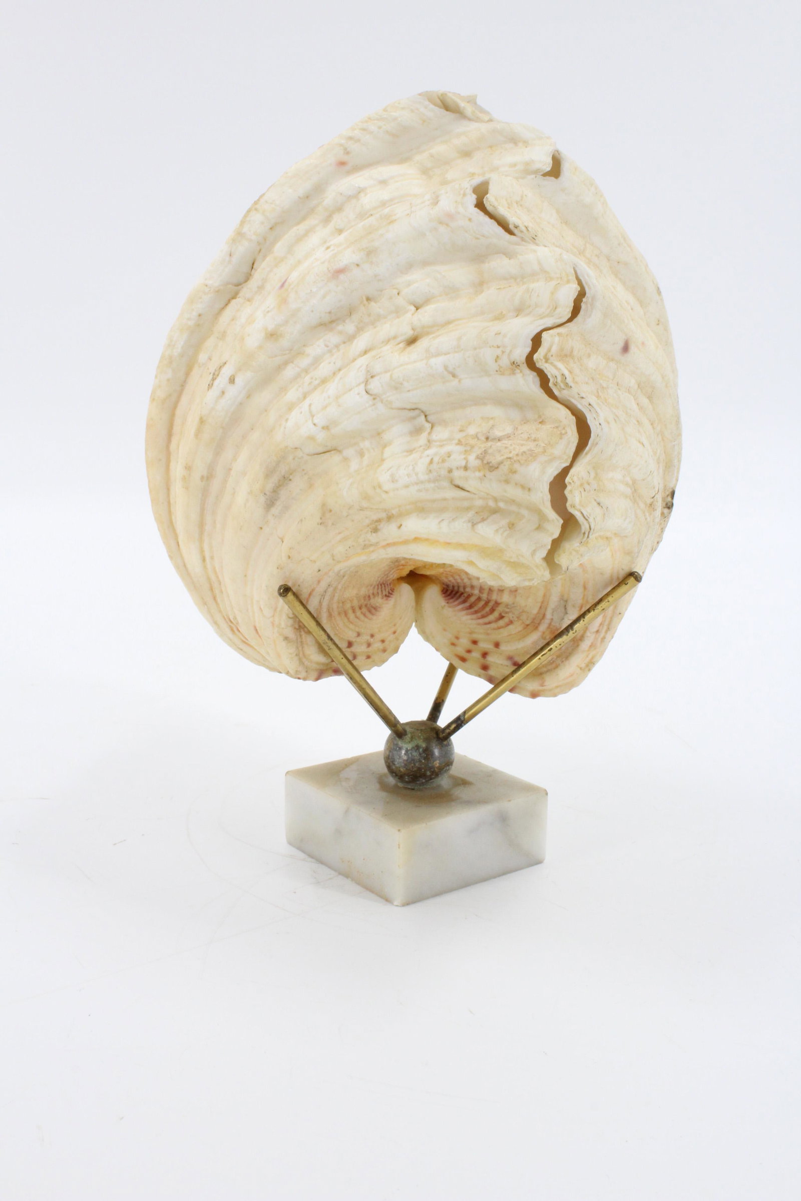 Tridacna Clamshell Specimen on Stand: Tridacna Clamshell Specimen on Stand. Size: shell 8" x 7" x 4.5"