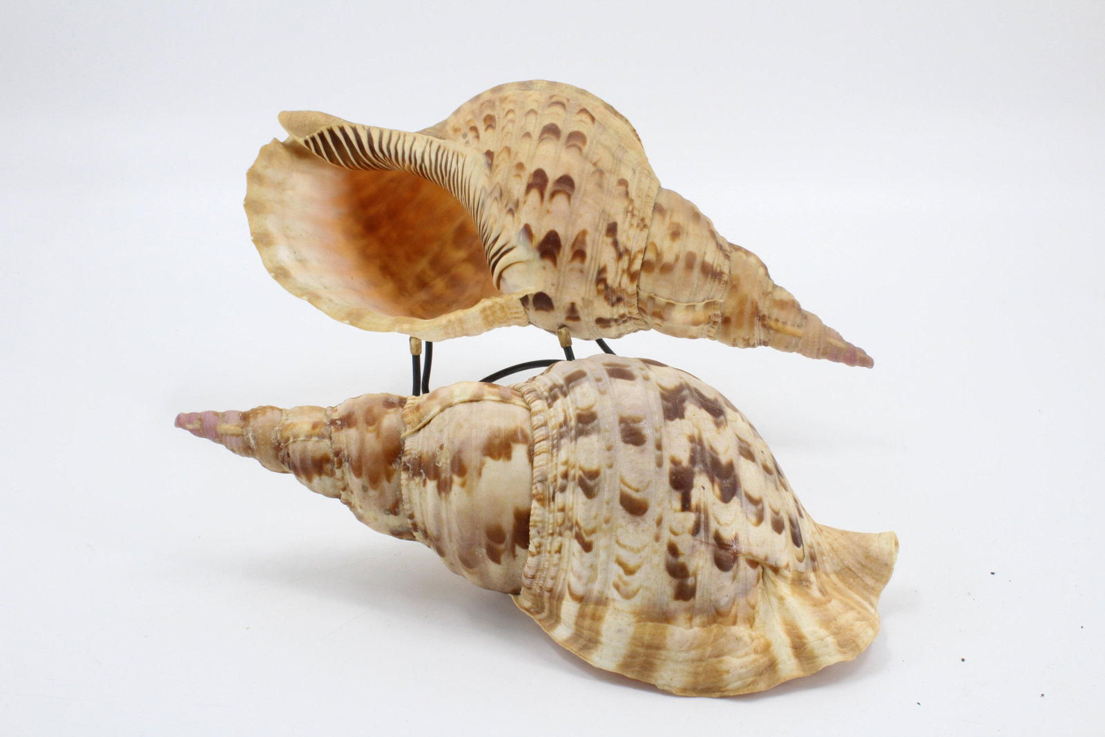 2 Triton Sea Shell Specimens: 2 Triton Sea Shell Specimens. Size: 11.5" and 10.5" long